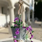 Orquidea *
