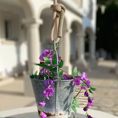 Orquidea *